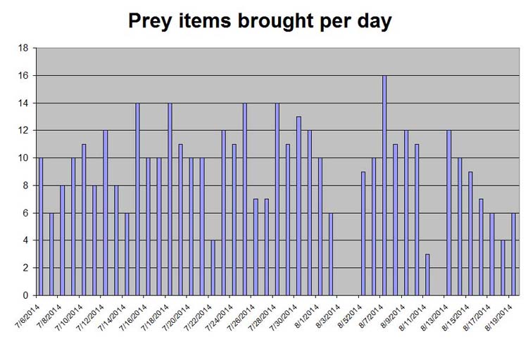 Table of barn owl prey provided each day